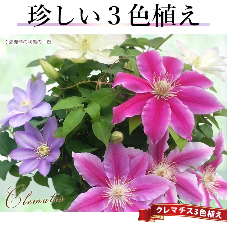 値頃 母の日 22 花 人気の豪華な鉢植え 3色植えクレマチス 花鉢 鉢花 プレゼント ギフト Heartlandgolfpark Com