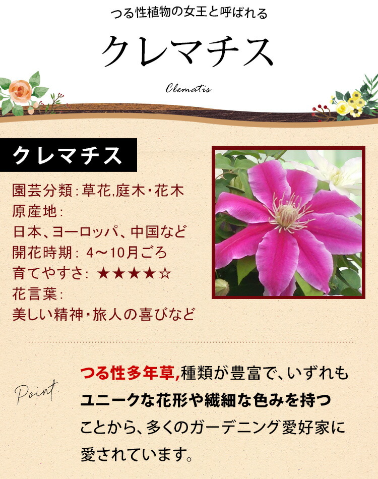 値頃 母の日 22 花 人気の豪華な鉢植え 3色植えクレマチス 花鉢 鉢花 プレゼント ギフト Heartlandgolfpark Com