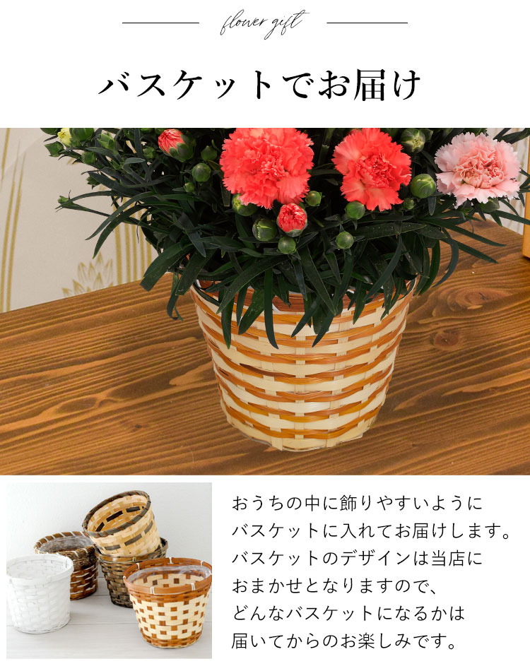 早割 母の日 22 カーネーション Sakeene サキーネ R の4色植え 5号鉢 61 以上節約 鉢植え プレゼント ブランド In 長持ち 花 バスケット ギフト