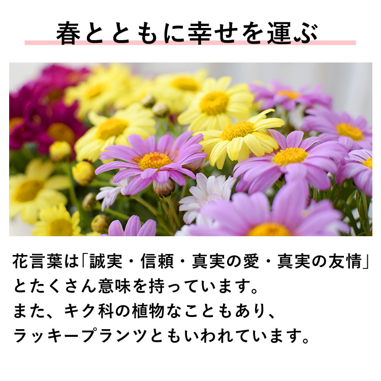 最大69 Offクーポン 母の日 22 花 鉢植え ギフト プレゼント 1鉢で3色楽しめる マーガレット3色植え 珍しい 花鉢 鉢花 フラワーギフト Heartlandgolfpark Com