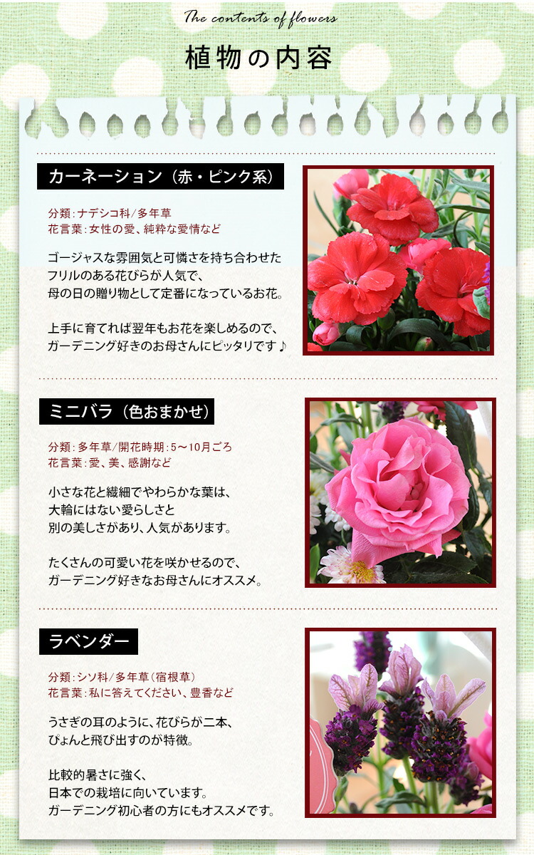 数量限定 母の日 22 花 プレゼント 寄せ植え フラワーガーデン In取っ手付きバスケット 母の日ギフト 花鉢 鉢花 ハピネスグリーン Heartlandgolfpark Com 数量限定 母の日 22 花 プレゼント 寄せ植え フラワーガーデン In取っ手付きバスケット 母の日ギフト 花鉢 鉢花 ハピネスグリーン Heartlandgolfpark Com