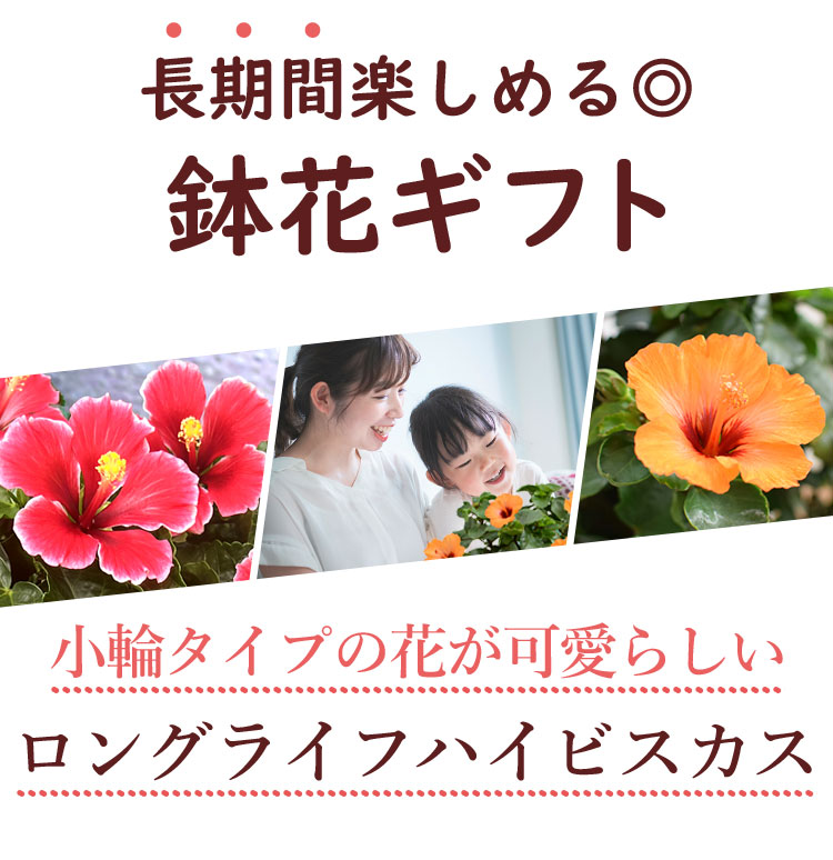 まだ間に合う 母の日 花 鉢植え プレゼント 2024 ロングライフ ハイビスカス 5号 珍しい 多年草 花鉢 鉢花 母の日ギフト お花