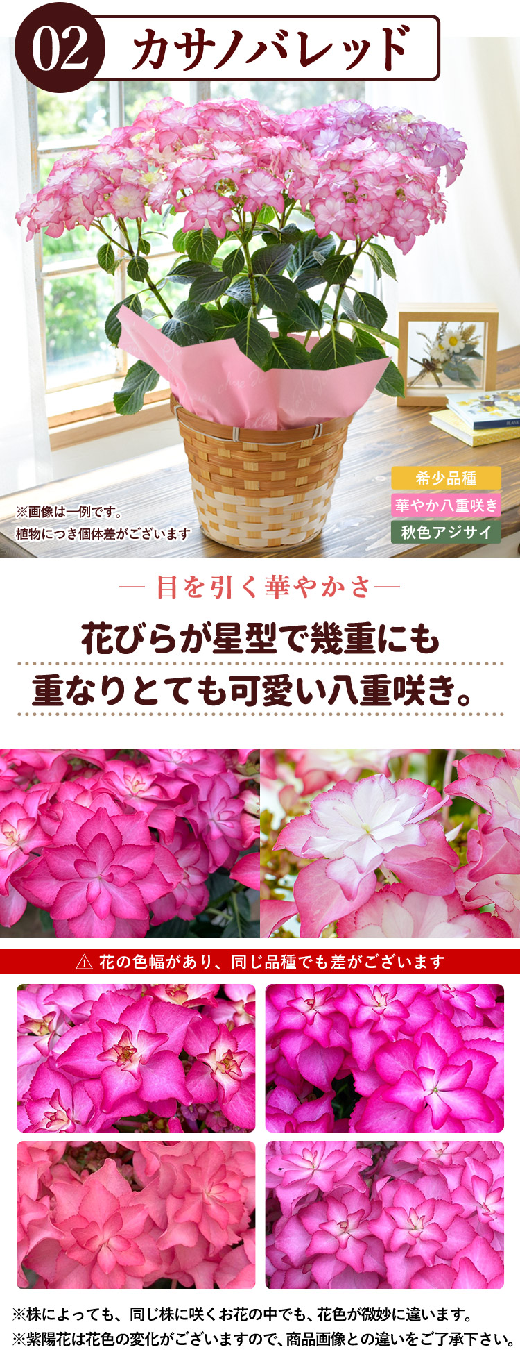 早割 母の日 2024 希少品種 大栄花園さんの あじさい ５号 inバスケット 選べる7種類 鉢植え 花 プレゼント ギフト アジサイ 紫陽花 鉢  鉢花 花鉢