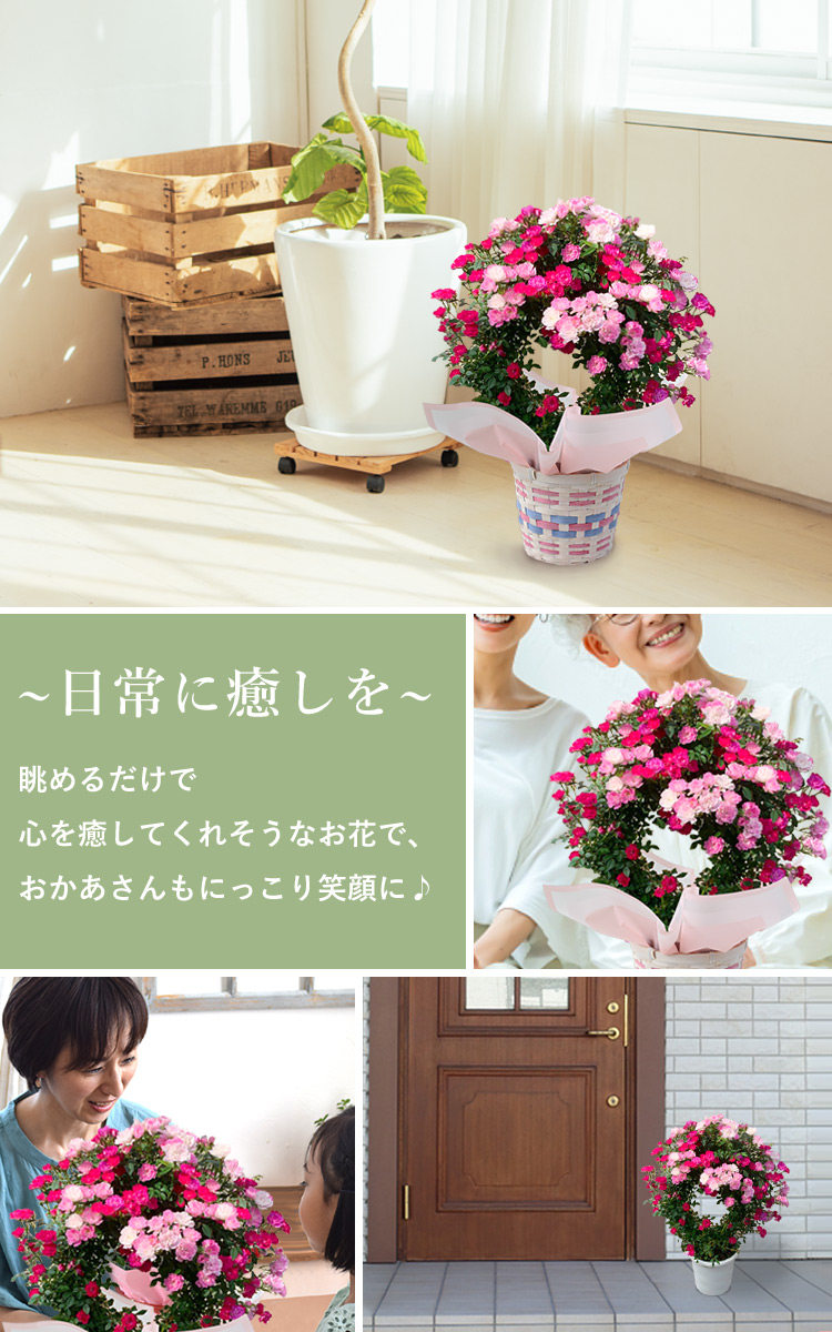 フラワーマーケット花由 母の日 2025 花 鉢植え ギフト 花鉢1鉢
