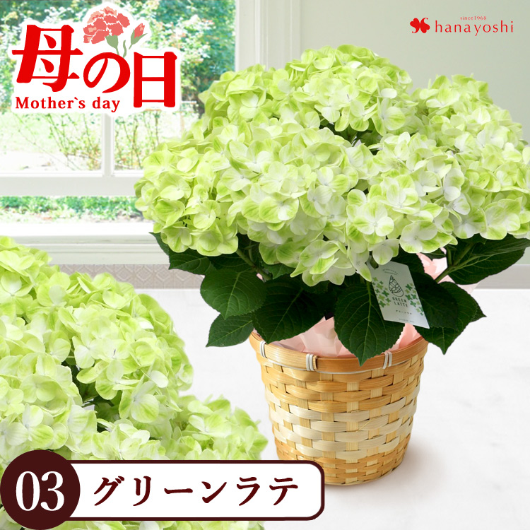 フラワーマーケット花由 母の日 花 2025 アジサイ プレゼント フラワーマーケット花由 母の日 花 2025 アジサイ プレゼント