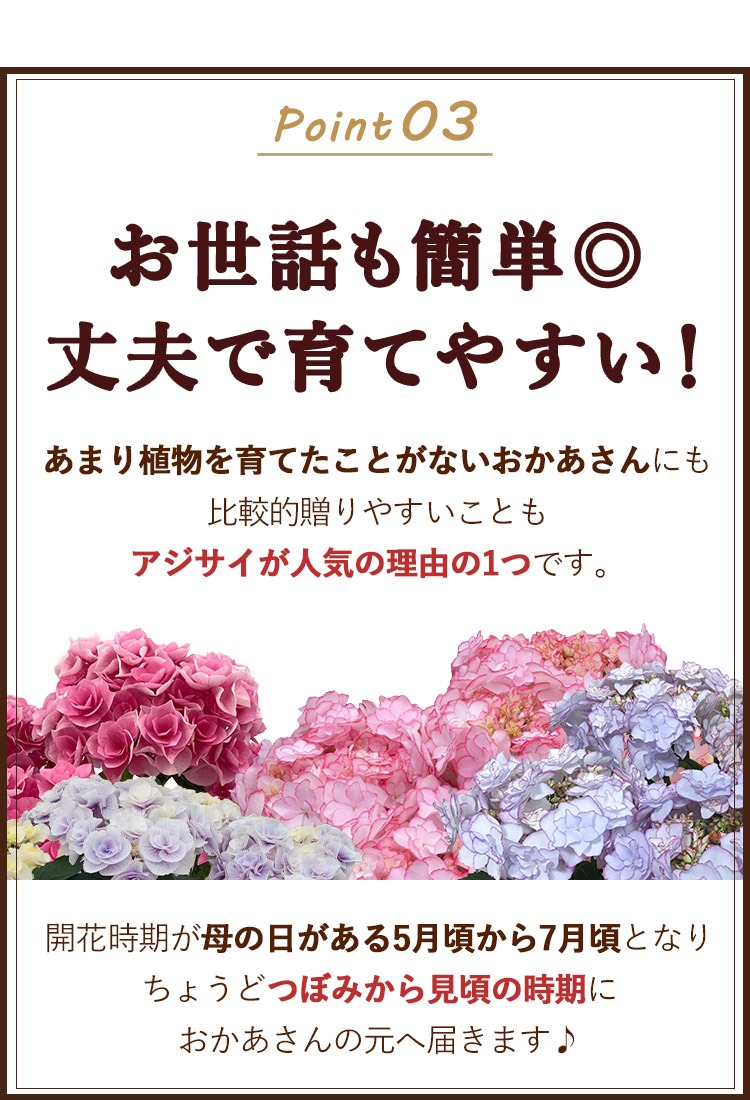 つぼみから果実へ　js フラワーマーケット花由 数量限定 母の日 花 プレゼント ギフト 2025 送料無料 アジサイ 鉢植え 名園 さかもと園芸 プレミアム あじさい 5号  希少品種 受賞品種 鉢花 珍しい : フラワーマーケット花由 - 通販 - Yahoo!ショッピング