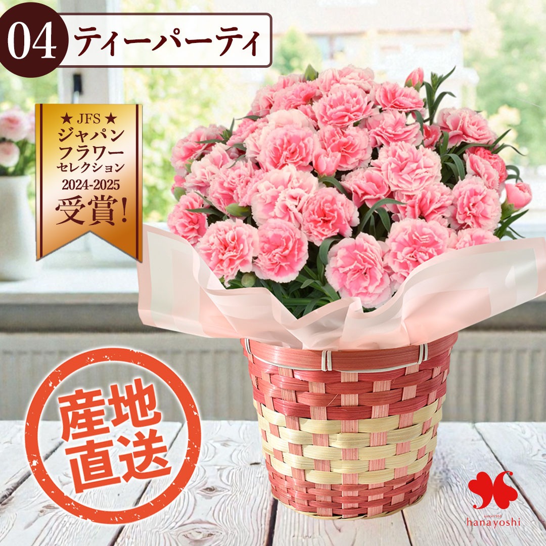 フラワーマーケット花由 母の日 特早割 2026 花 カーネーション 鉢植え 
