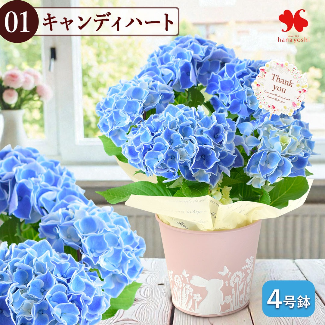 フラワーマーケット花由 まだ間に合う 母の日 花 あじさい 鉢植え