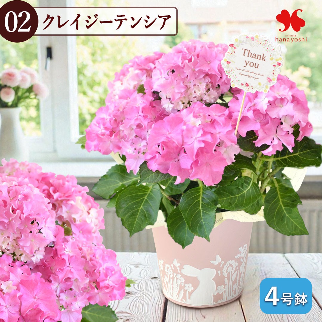フラワーマーケット花由 まだ間に合う ※一部地域を除く 母の日 花