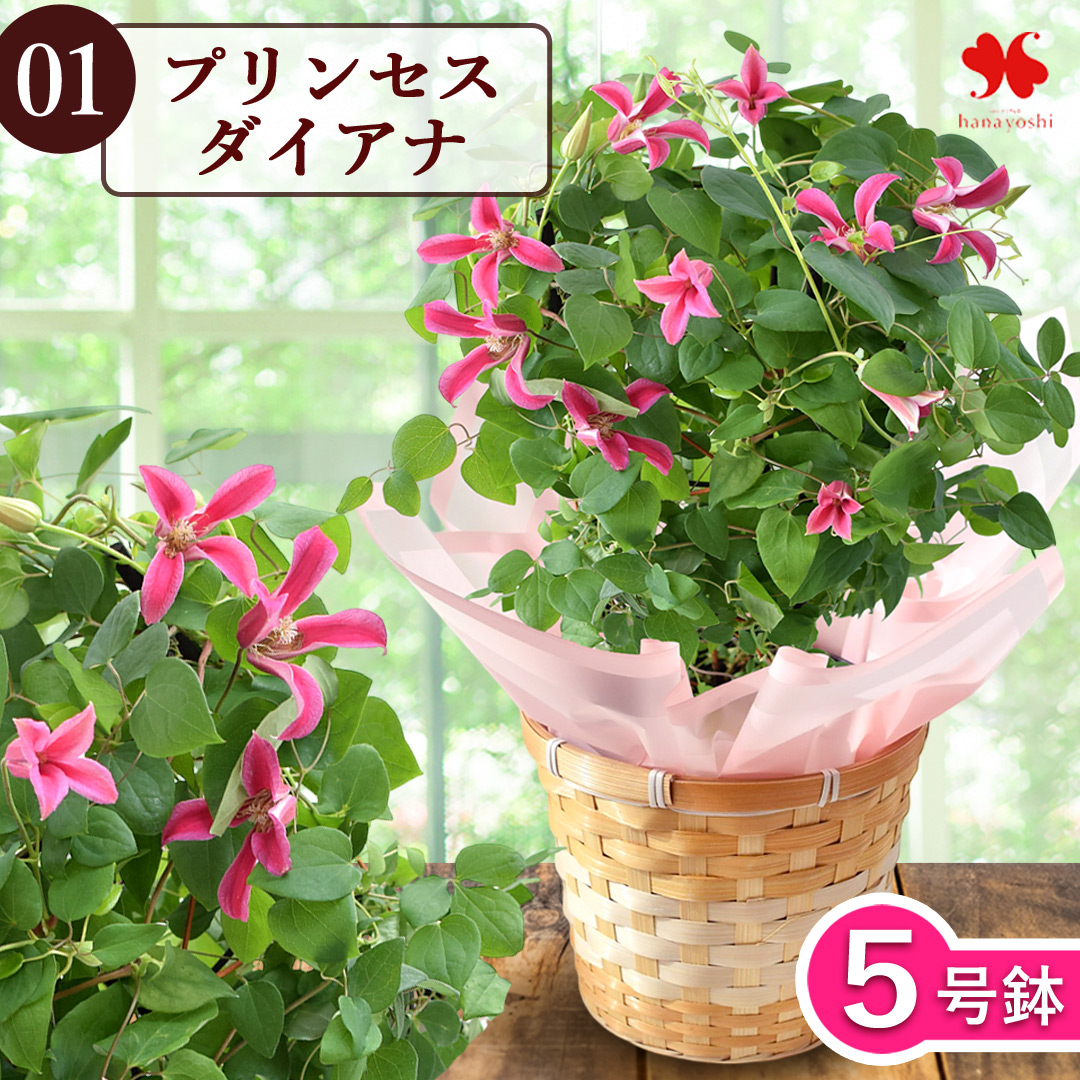 フラワーマーケット花由 まだ間に合う ※一部地域を除く 母の日 花 フラワーマーケット花由 まだ間に合う ※一部地域を除く 母の日 花