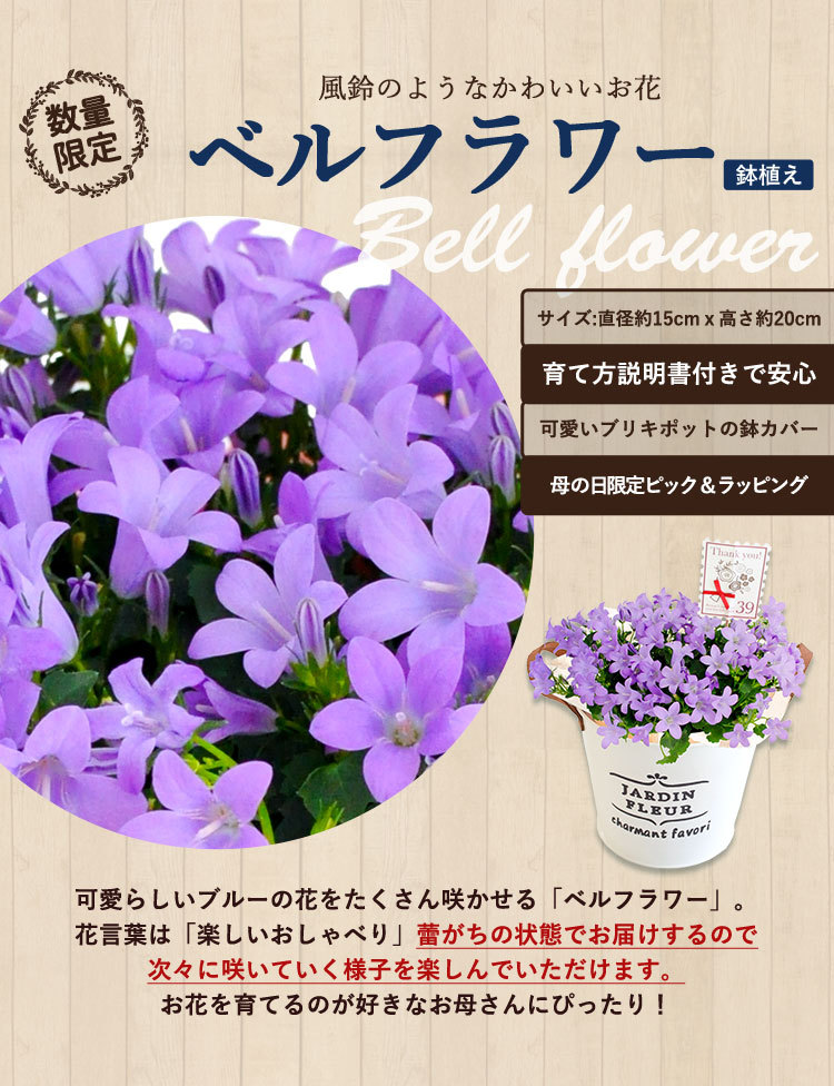 母の日 プレゼント 花 ギフト 早割 39通り お花とスイーツのセット カーネーション 鉢植え 花鉢 プリザーブドフラワー フラワーマーケット花由 通販 Paypayモール