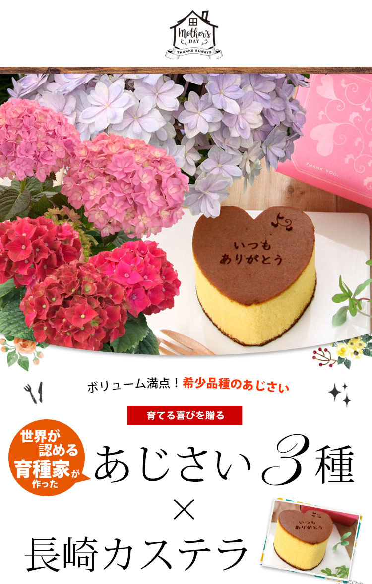 母の日 ギフト 花 プレゼント 21 アジサイ 選べる3種類 大栄花園さんのアジサイ4号鉢と長崎カステラセット 数量限定 新品種 あじさい 鉢植え 紫陽花 フラワーマーケット花由 通販 Paypayモール