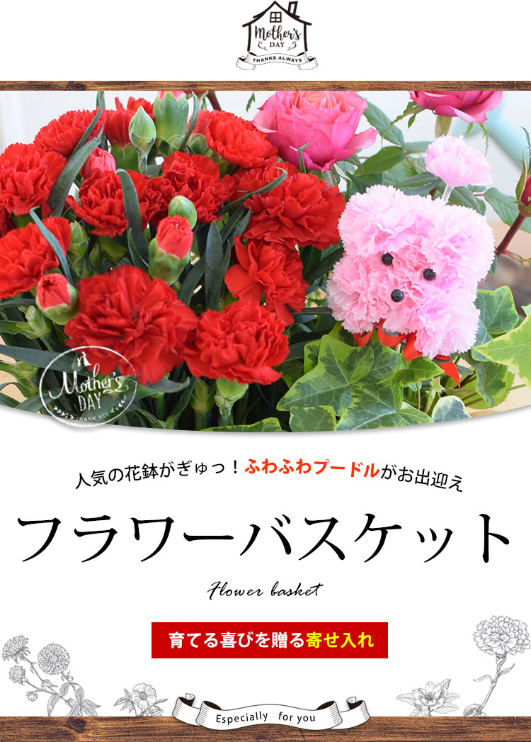 母の日 花 22 プレゼント ギフト フラワーバスケット カーネーション ミニバラなど人気の花鉢がぎゅっ ふわふわプードルが笑顔をお届け 寄せ鉢 フラワーマーケット花由 通販 Paypayモール