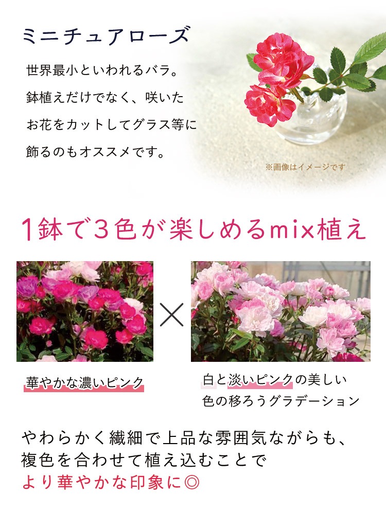 そんなに極小では・・・(*_*)｜園芸日記by花のワルツ｜みんなの