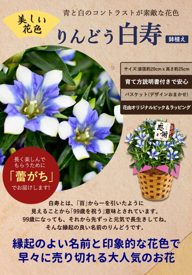 敬老の日 プレゼント 花 21 お花とスイーツ 選べる21撰 りんどう 白寿 におい桜 鉢植え など 花7種 和菓子福袋 カステラ お酒など3種 フラワーマーケット花由 通販 Paypayモール