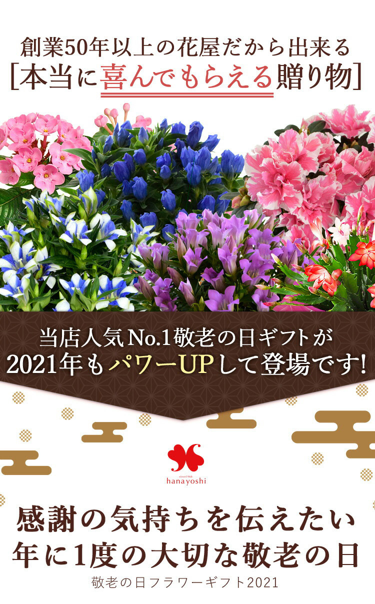 敬老の日 プレゼント 花 21 早割 お花とスイーツ 選べる21撰 りんどう など 鉢植え 花7種 和菓子福袋 特価品コーナー におい桜 お酒など3種 白寿 カステラ