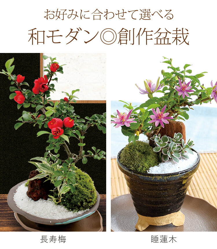即納最大半額 敬老の日 プレゼント 21 創作盆栽 苔あそび 長寿梅 か ギフト から選べる盆栽と金長まんじゅう2種類のセット おばあちゃん おじいちゃん 睡蓮木