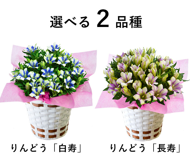敬老の日 プレゼント 21 花 りんどう 新商品 新型 大きな5号鉢 白寿 鉢植え バスケット付 リンドウ 花鉢 つぼみがちな状態でお届け 長寿 おばあちゃん