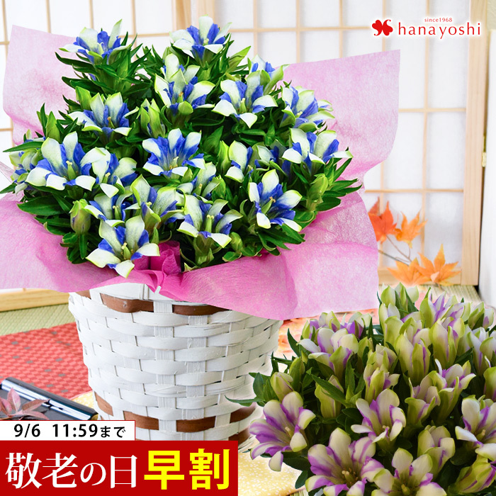 早割 敬老の日 21 りんどう 大きな5号鉢 白寿 今ダケ送料無料 長寿 つぼみがちな状態でお届け リンドウ おばあちゃん 鉢植 バスケット付 おじいちゃん 花鉢