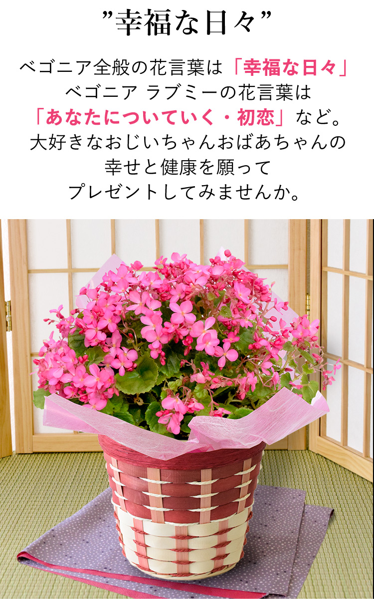 敬老の日 プレゼント ギフト 花 送料無料 りんどう2色植え ベゴニア ラブミー アザレアinわんちゃんバスケット つぼみがちな状態でお届け 22 鉢花 Evr22h105 フラワーマーケット花由 通販 Yahoo ショッピング