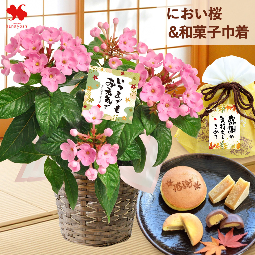 フラワーマーケット花由 敬老の日 プレゼント 花 2026 ギフト 鉢植え