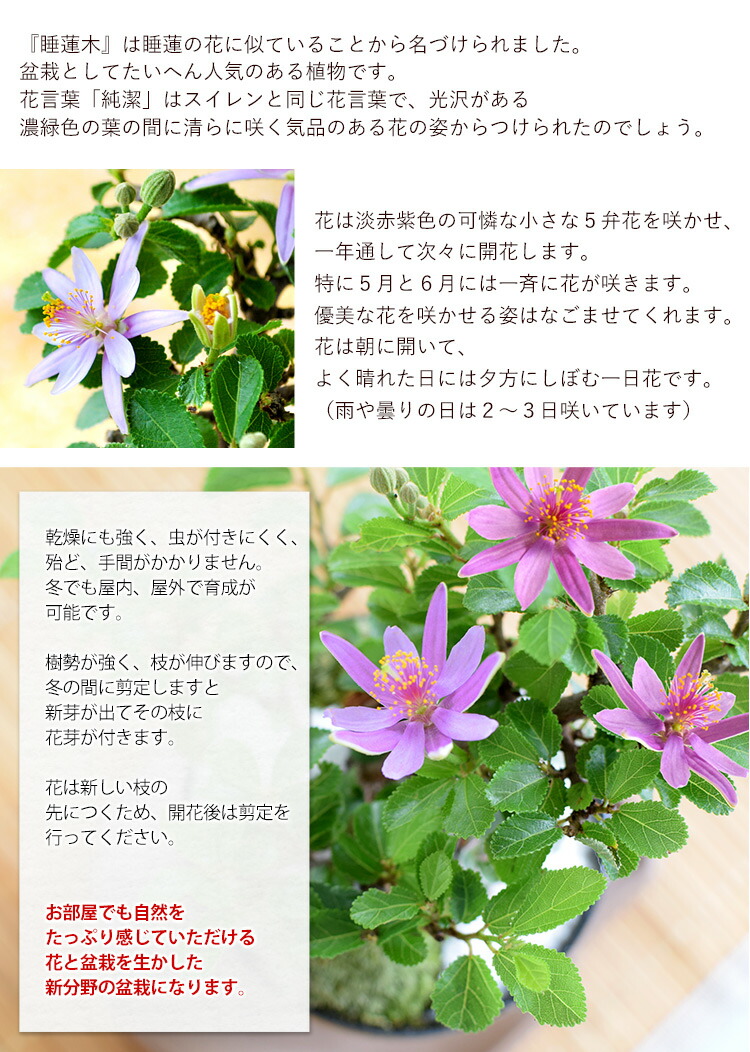 アウトレット 敬老の日 プレゼント 21 早割 創作盆栽 苔あそび 長寿梅 か 睡蓮木 から選べる盆栽と金長まんじゅう2種類のセット ギフト おじいちゃん おばあちゃん 全国どこでも送料無料