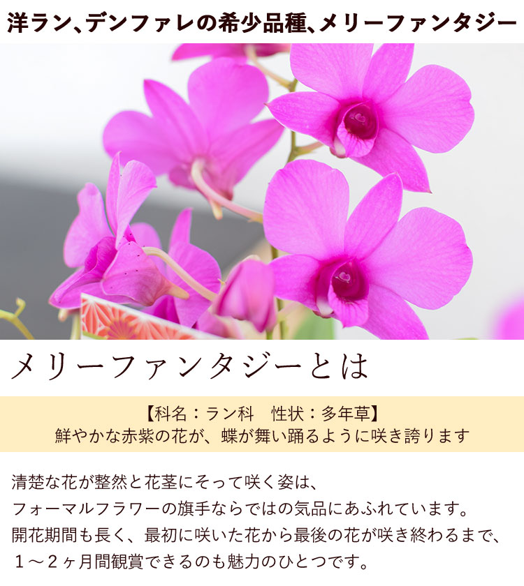 敬老の日 21 気品の蘭を贈る デンファレ メリーファンタジー フラワーマーケット花由公式サイト
