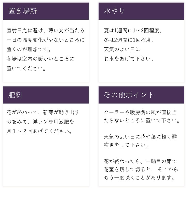 敬老の日 プレゼント 21 花 早割 気品の蘭を贈る デンファレ メリーファンタジー 鉢植え 敬老の日ギフト おばあちゃん おじいちゃん フラワーマーケット花由 通販 Paypayモール