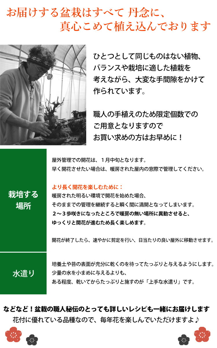 お正月盆栽 ひと足早い春の訪れ 咲き分け紅白梅の創作盆栽 12 26 12 30にお届け お正月 花 正月飾り 迎春花 新年 挨拶 お年賀 ギフト フラワーマーケット花由 通販 Paypayモール