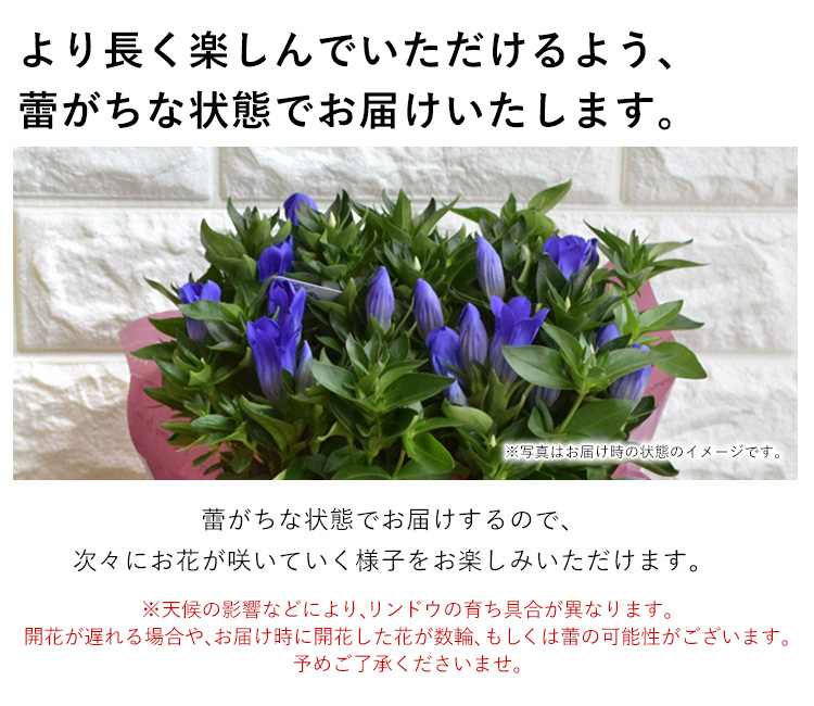 リンドウ 花巻銀河ブルー 5号鉢 鉢植え バスケット付 りんどう 花巻ブルー 9月30日〜11月6日の間でお届け 鉢植え ギフト 花 誕生日  プレゼント :hof1801:フラワーマーケット花由 - 通販 - Yahoo!ショッピング