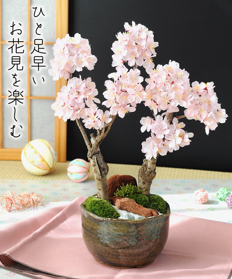 桜 盆栽 さくら咲く おうち花見 花芽付 創作盆栽〜旭山桜２本植え〜 信楽焼手造り 盆栽鉢 ブロッサムガーデン 苔あそび ギフト  3/3〜3/31で日時指定ＯＫ