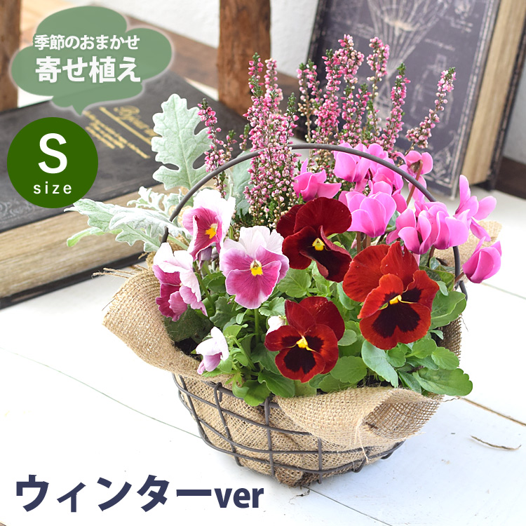 プランターが選べる 季節のおまかせ寄せ植えS 旬のお花をたっぷり寄せ