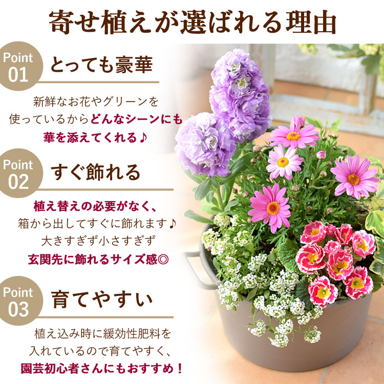 花苗 夏 セット 12ポット＋寄せ植えセット おしゃれな寄せ植えが
