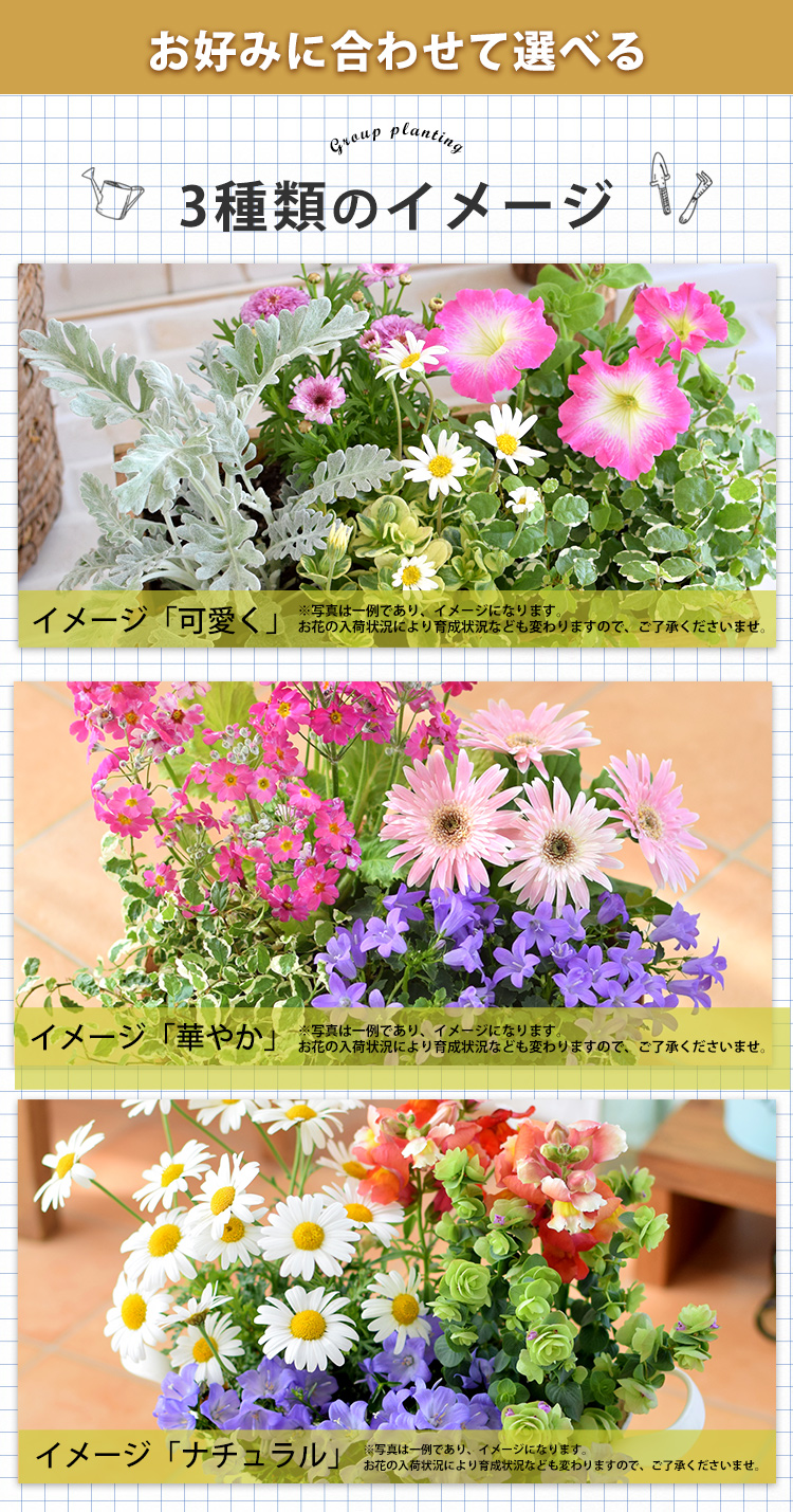 プランターが選べる 季節のおまかせ寄せ植えS 旬のお花をたっぷり寄せ