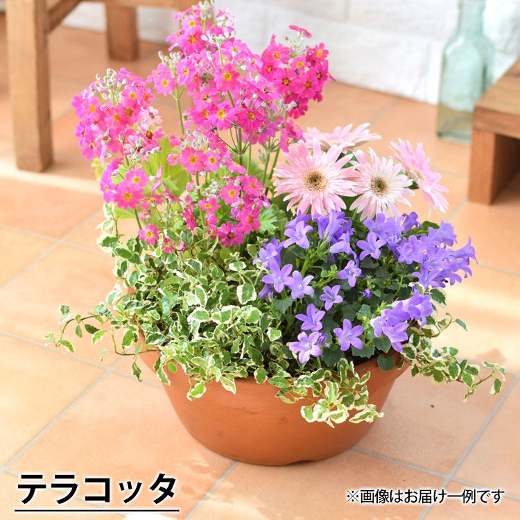 フラワーマーケット花由 プランターが選べる 季節のおまかせ寄せ植えS