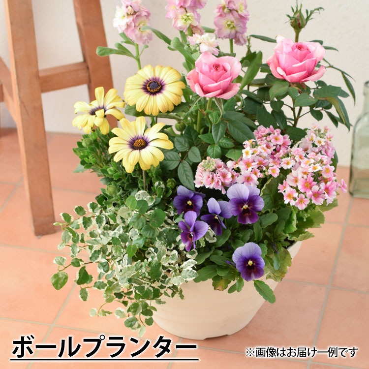 フラワーマーケット花由 プランターが選べる 季節のおまかせ寄せ植えS