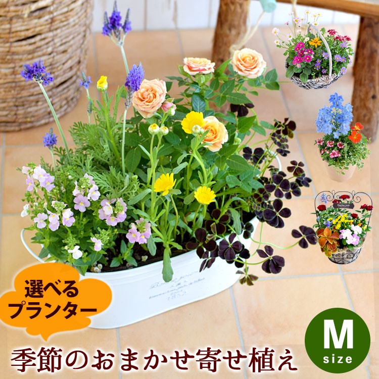 プランターが選べる 季節のおまかせ寄せ植えM カントリーガーデン 旬の