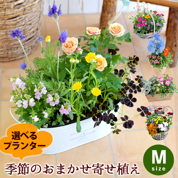 プランターが選べる 季節のおまかせ寄せ植えM カントリーガーデン 旬のお花をたっぷり 鉢植え 花 誕生日 プレゼント 結婚祝い 贈り物  :hoy03:フラワーマーケット花由 通販 