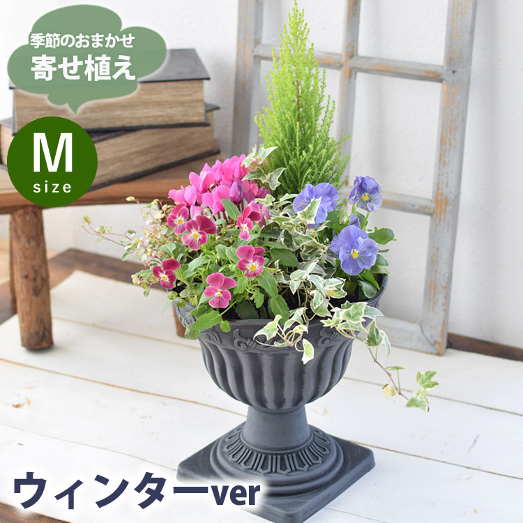 プランターが選べる 季節のおまかせ寄せ植えM カントリーガーデン 旬の