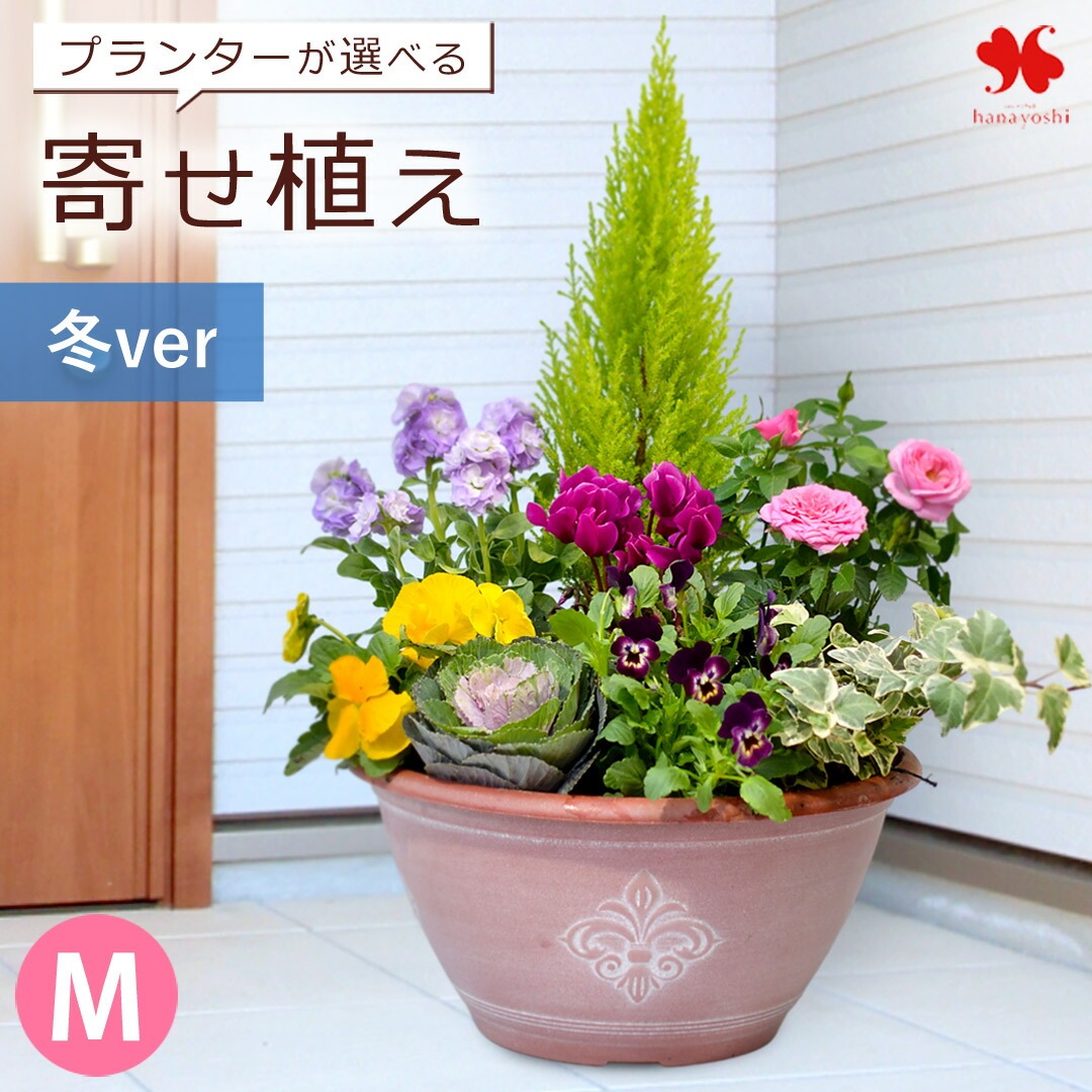 プランターが選べる 季節のおまかせ寄せ植えM カントリーガーデン 旬のお花をたっぷり 鉢植え 花 誕生日 プレゼント 結婚祝い 退職祝い 開店祝い 記念日 | フラワーマーケット花由 | 01