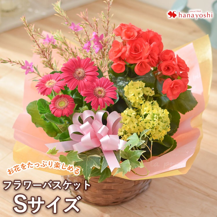 季節のおまかせ 花鉢 と グリーン の 寄せ入れ Sサイズ フラワーバスケット 鉢花 鉢植え ギフト おしゃれ 花 誕生日 プレゼント 女性 母 祖母 退職祝い | フラワーマーケット花由 | 01