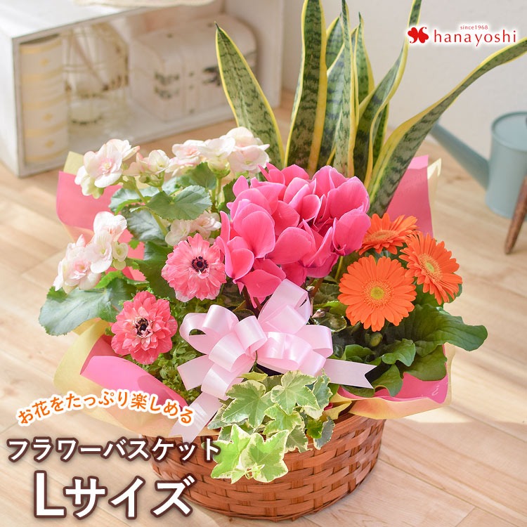 フラワーマーケット花由 鉢植え 花 ギフト 誕生日 プレゼント