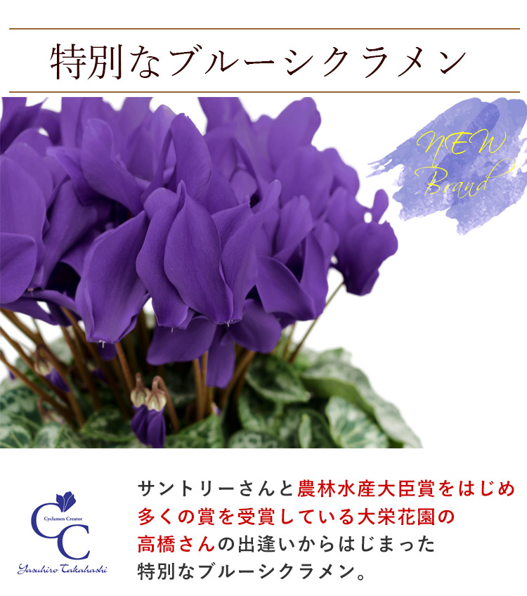 大栄花園 ブルーシクラメン 5号鉢 バスケット付 シクラメン プレゼント ギフト 花鉢 鉢花 鉢植え 冬 お歳暮 クリスマス 寒冷地は不可 フラワーマーケット花由 通販 Paypayモール