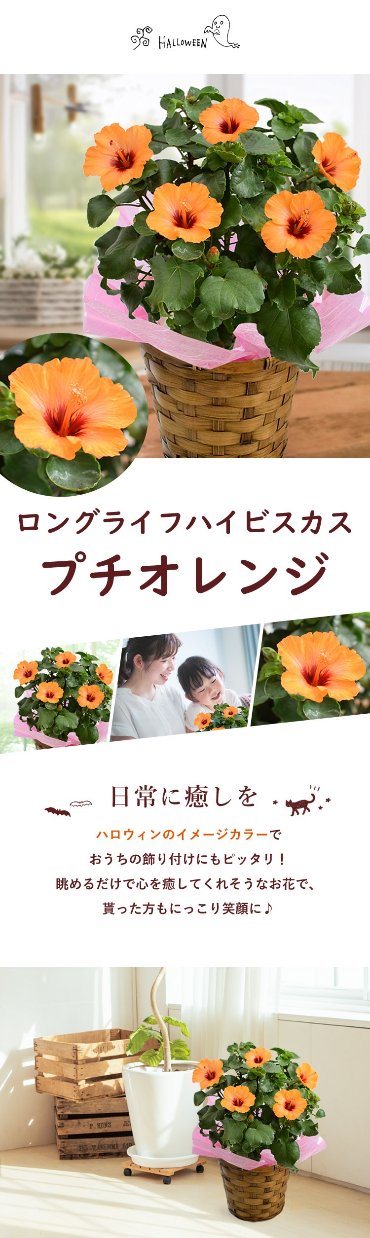 フラワーマーケット花由 モリヒロ園芸さんの季節の鉢花 長く咲く