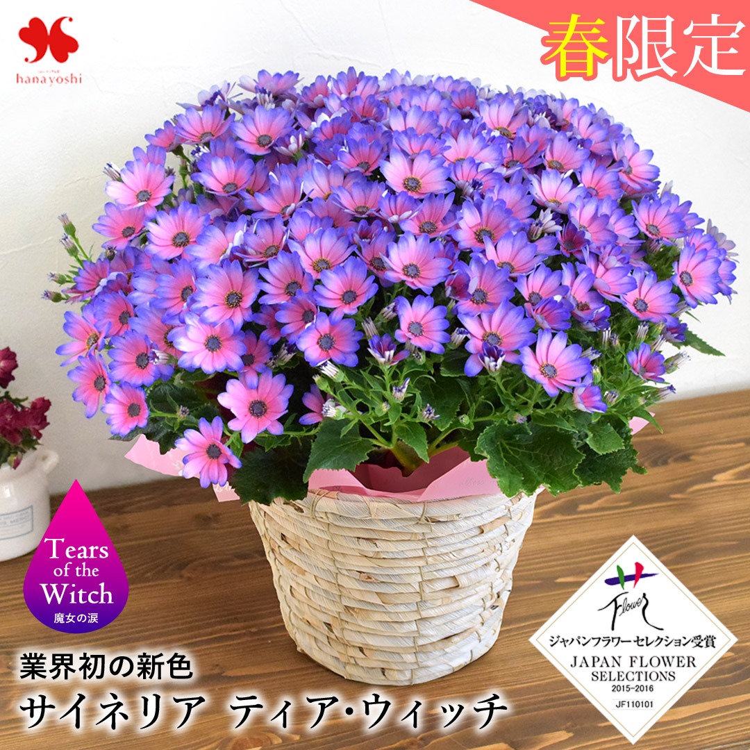 フラワーマーケット花由 モリヒロ園芸さんの季節の鉢花 送料無料