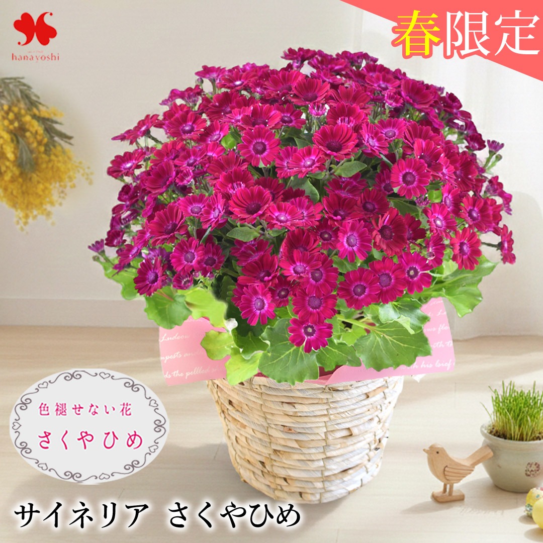 モリハナ様確認用 フラワーマーケット花由 モリヒロ園芸さんの季節の鉢花 送料無料