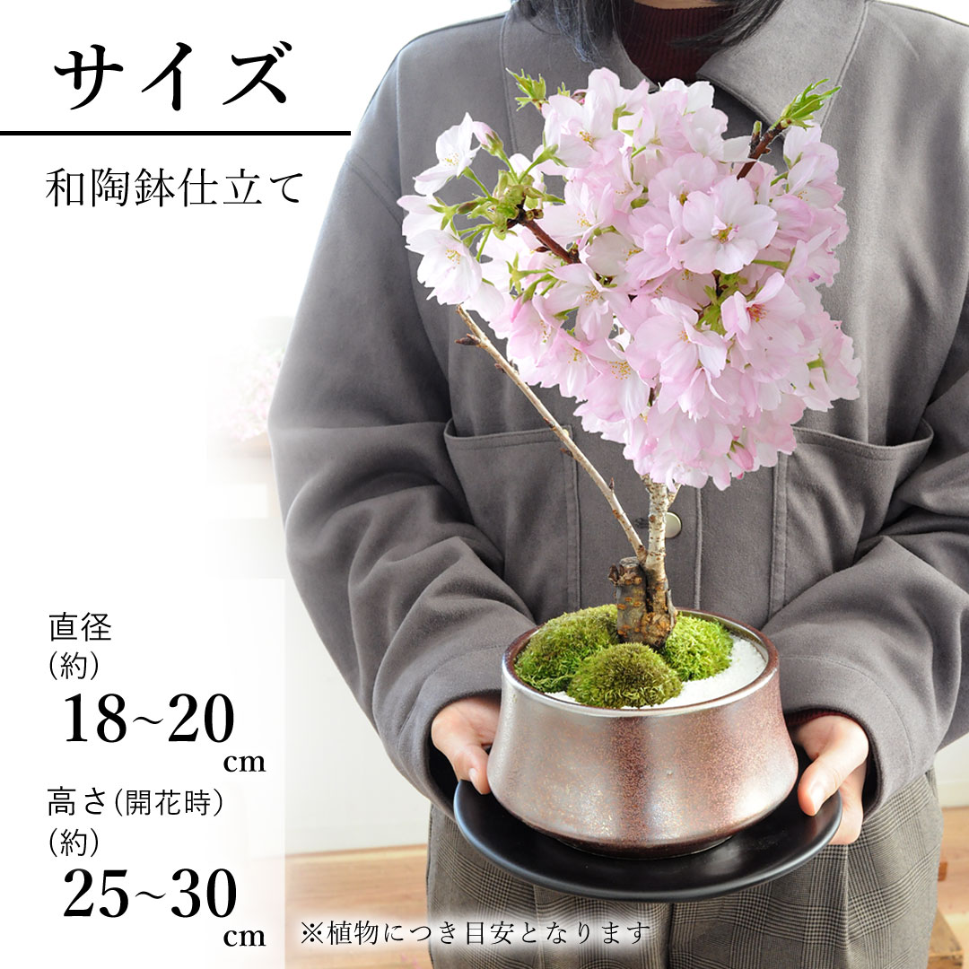 フラワーマーケット花由 桜 盆栽 旭山桜の盆栽 ＜和陶鉢仕立て＞ 創作