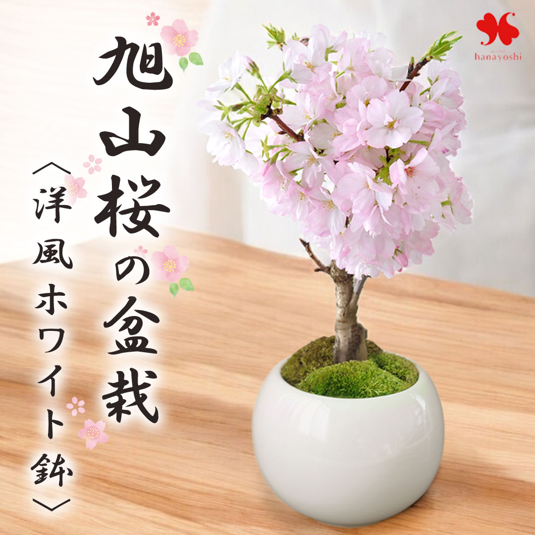 桜の造花 盆栽風アートフラワー 陶器鉢付き フラワーマーケット花由 桜 盆栽 旭山桜の盆栽 ＜洋風ホワイト鉢