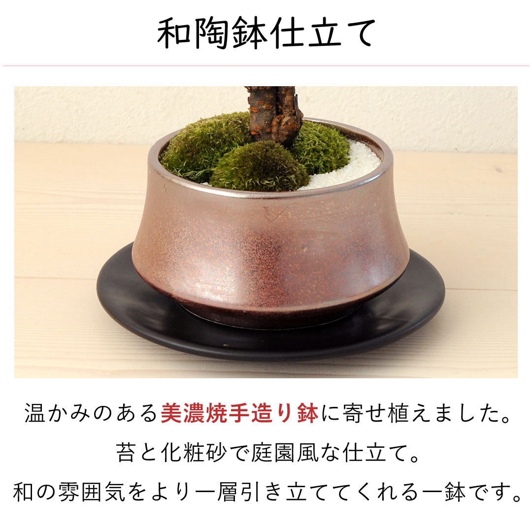 フラワーマーケット花由 桜 盆栽 旭山桜の盆栽 ＜和陶鉢仕立て＞ 創作