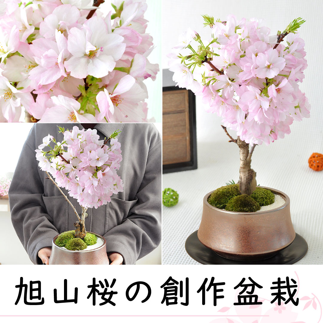 フラワーマーケット花由 桜 盆栽 旭山桜の盆栽 ＜和陶鉢仕立て＞ 創作